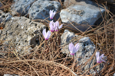 Wild crocuses in a forest on the rocksの写真素材