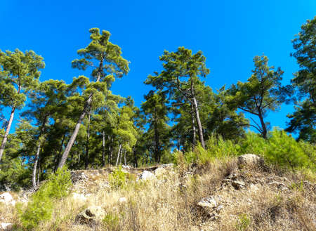 Coniferous forest on a mountainside with dry grass on a background of blue skyの写真素材