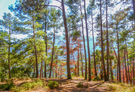 Trunks of trees against the background of mountains, forestの写真素材