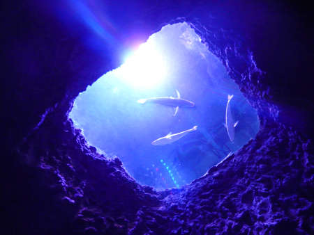 fish. View from the bottom of the seaの写真素材