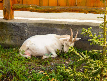 A white touching goat near the fenceの写真素材