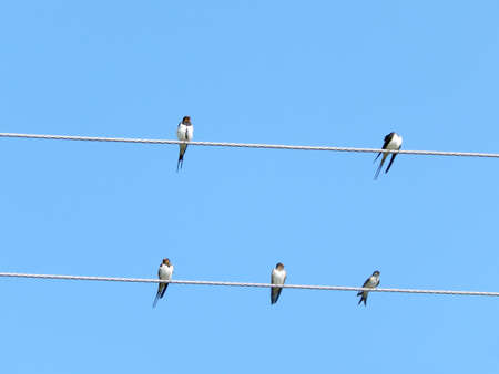 Swallows sitting on a wire on a background of clear skyの写真素材