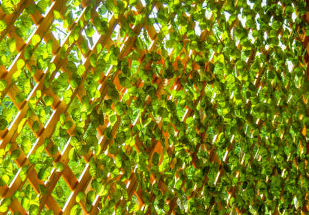 Living fence at the gazeboの写真素材