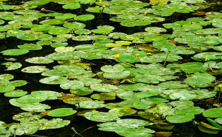 Yellow water lilies with leaves floating on the pondの写真素材