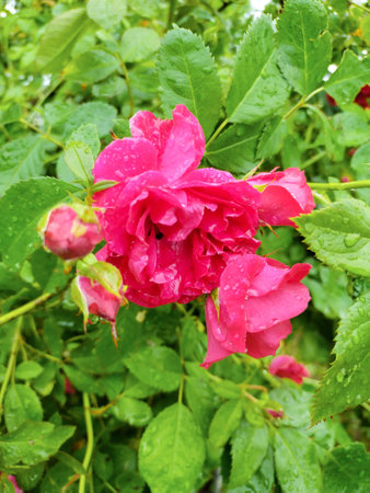 Blossoming rose with buds in the garden, rose bushの写真素材