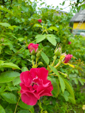 Blooming red rose with buds in the garden, rose bushの写真素材