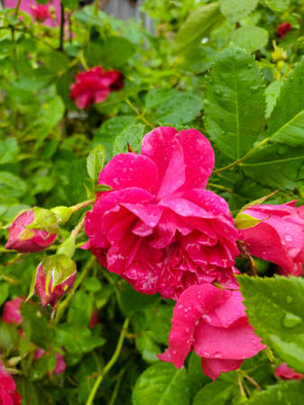 Blossoming rose with buds in the garden, rose bushの写真素材