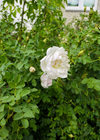 White flowering wild rose with buds, rose hipの写真素材