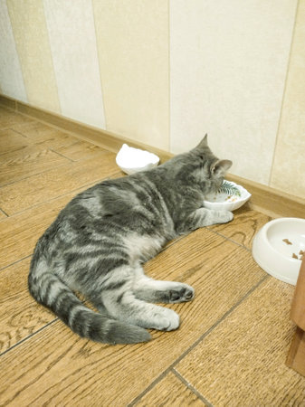 Sick tabby cat eats from a bowl while lying downの写真素材