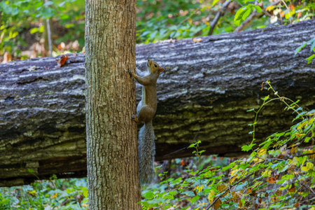 Squirrel climbing tree in autumn forest. Forest scene showing squirrel mid-climb on tree trunk,...