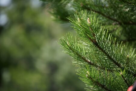 Pine twigs in the forest in summer