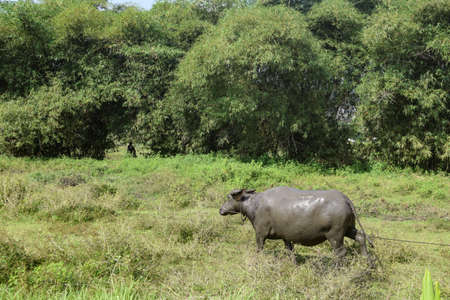 a buffalo bathing in a mud bath in an empty field is photographed during the day
