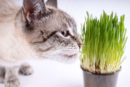 pet grass or cat grass. domestic cat eat green grass on white backgroundの写真素材