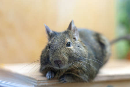 domestic pet degu rat. 2020 year symbol. fluffy rat portraitの写真素材
