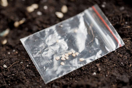 close up plants seeds on land . vegetable cultivation. group of seedlingsの写真素材