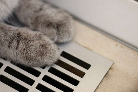 cat siting on a heating radiator. heating season. low temperature at building on winter timeの写真素材