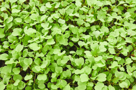full frame of a young cabbage seedling. vegetable farming concept