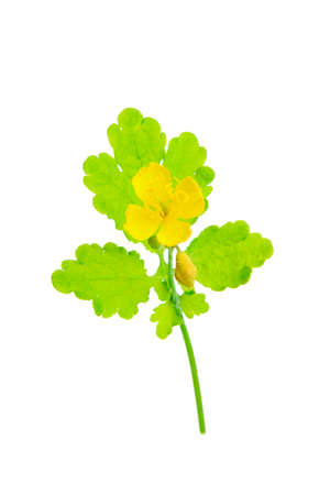 close-up view for celandine blossom flower isolated on white background. cut out for design pharmacy useの写真素材
