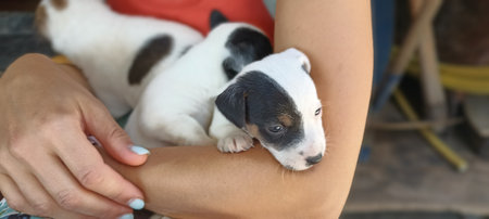Jack russell terrier puppies, Montenegroの写真素材