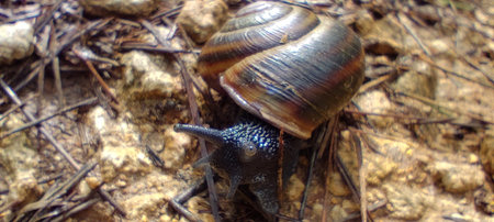 Black snail crawling across a forest roadの写真素材