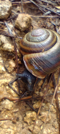 Black snail crawling across a forest roadの写真素材