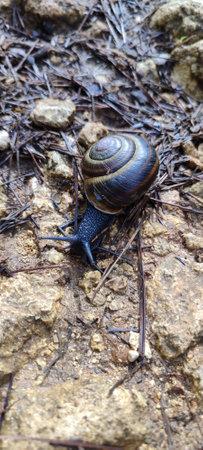 Black snail crawling across a forest roadの写真素材