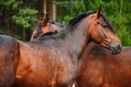 Horses near the stableの写真素材