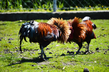 Fighting roosters on the poultry farm.の写真素材