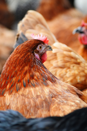 Chickens on traditional free range poultry farm.の写真素材