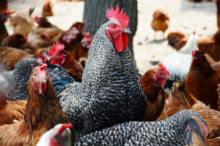 Chickens on traditional free range poultry farm.
