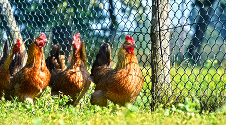 Chickens on traditional free range poultry farm.の写真素材