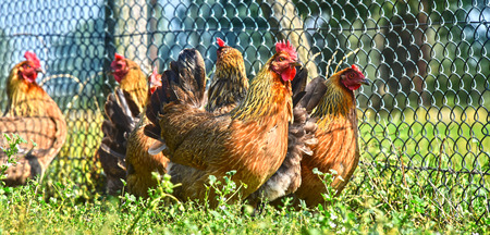 Chickens on traditional free range poultry farm.