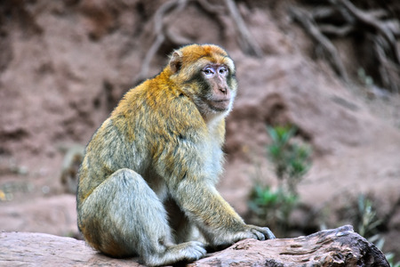 Barbary macaque (Macaca sylvanus), at the Ouzoud falls in Moroccoの写真素材