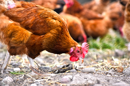Chickens on traditional free range poultry farm.の写真素材