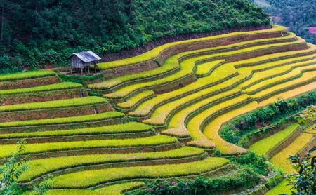 Landscape view of rice fields in Mu Cang Chai District, Yen Bai Province, North Vietnamの写真素材