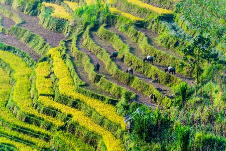 Landscape view of rice fields in Mu Cang Chai District, Yen Bai Province, North Vietnamの写真素材