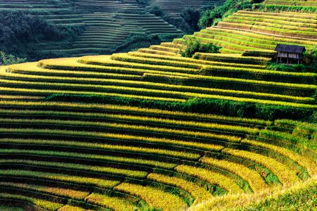 Landscape view of rice fields in Mu Cang Chai District, Yen Bai Province, North Vietnam