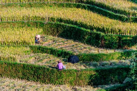 Self-sufficient labor-intensive farming in Mu Cang Chai District, Yen Bai Province, North Vietnam.Traditional sustainable agriculture.の写真素材