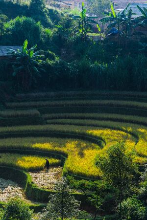 Self-sufficient labor-intensive farming in Mu Cang Chai District, Yen Bai Province, North Vietnam.Traditional sustainable agriculture.の写真素材