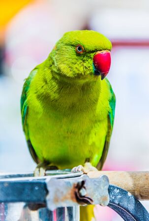 Parrot on Souq Waqif Bird Market in Doha, Qatarの写真素材