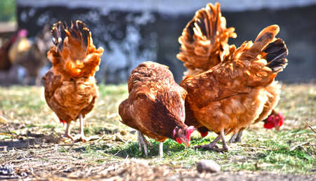 Chickens on traditional free range poultry farm.の写真素材
