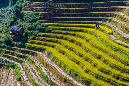 Landscape view of rice fields in Mu Cang Chai District, Yen Bai Province, North Vietnamの写真素材
