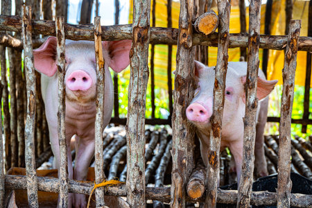 Pig farming in a Philippine village on the island of Palawan.の写真素材