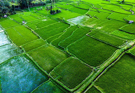 Landscape view of rice fields in Payangan district, Gianyar Regency, Bali, Indonesiaの写真素材