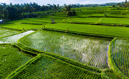Landscape view of rice fields in Payangan district, Gianyar Regency, Bali, Indonesia