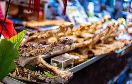 Alligators displayed at Ao Nang Landmark Night Market, Thailand.の写真素材