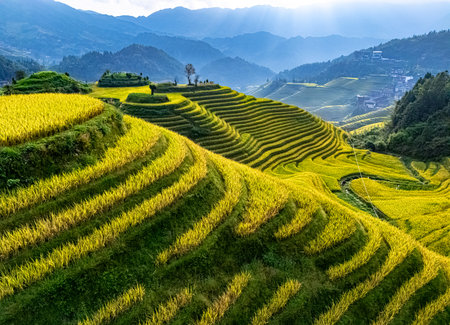 Aerial view of Longsheng Rice Terraces in the Guangxi Region, Chinaの写真素材