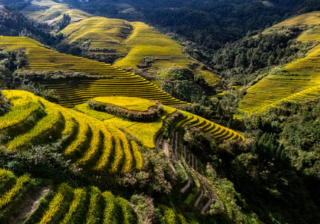 Aerial view of Longsheng Rice Terraces in the Guangxi Region, Chinaの写真素材