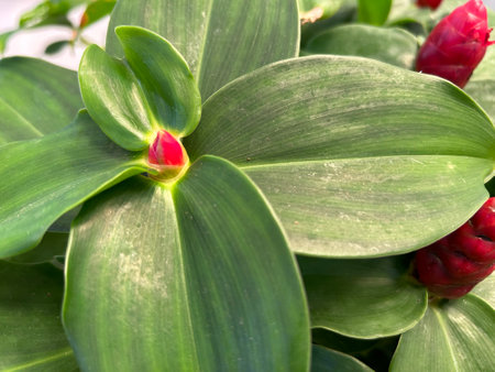 Close up of green leaves with red flower buds in the garden.
