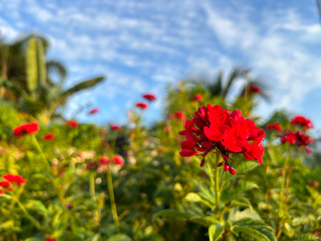 Beautiful red flower in the garden with blue sky and cloud backgroundの写真素材